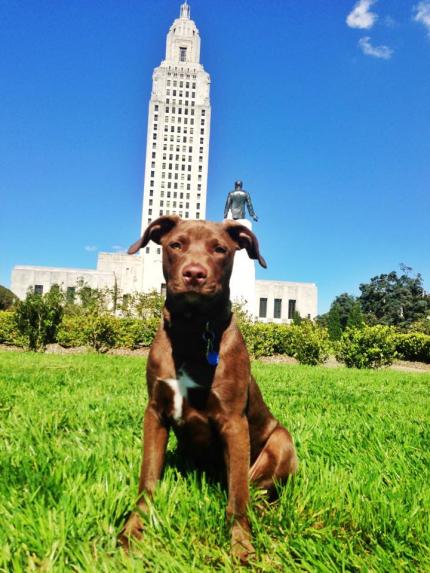 State Capitol Pet-Friendly
