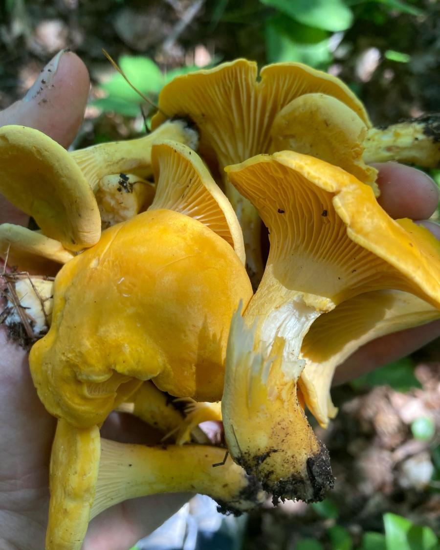 A handful of chanterelle mushrooms forage in hg6668皇冠登录 County, MI