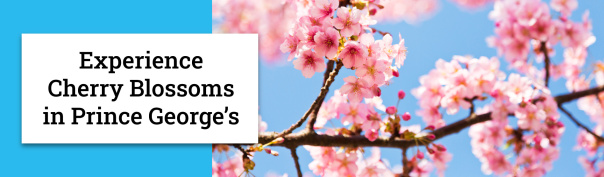 Experience Cherry Blossoms in Prince George's