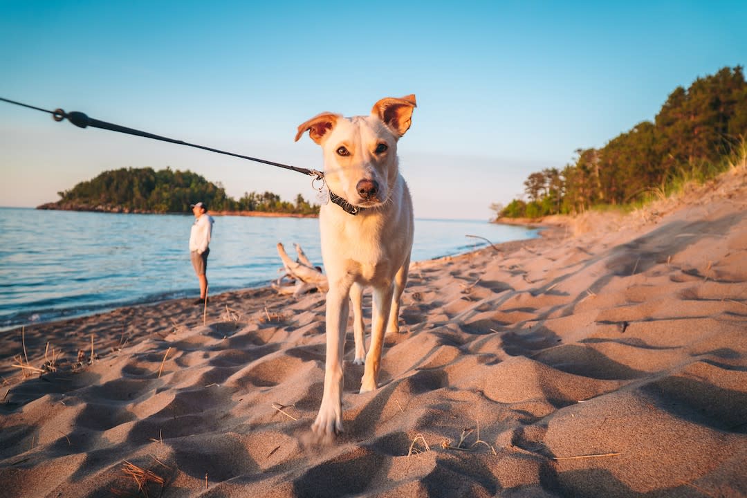 A pup enjoying a stroll along the shore at Little Presque Beach