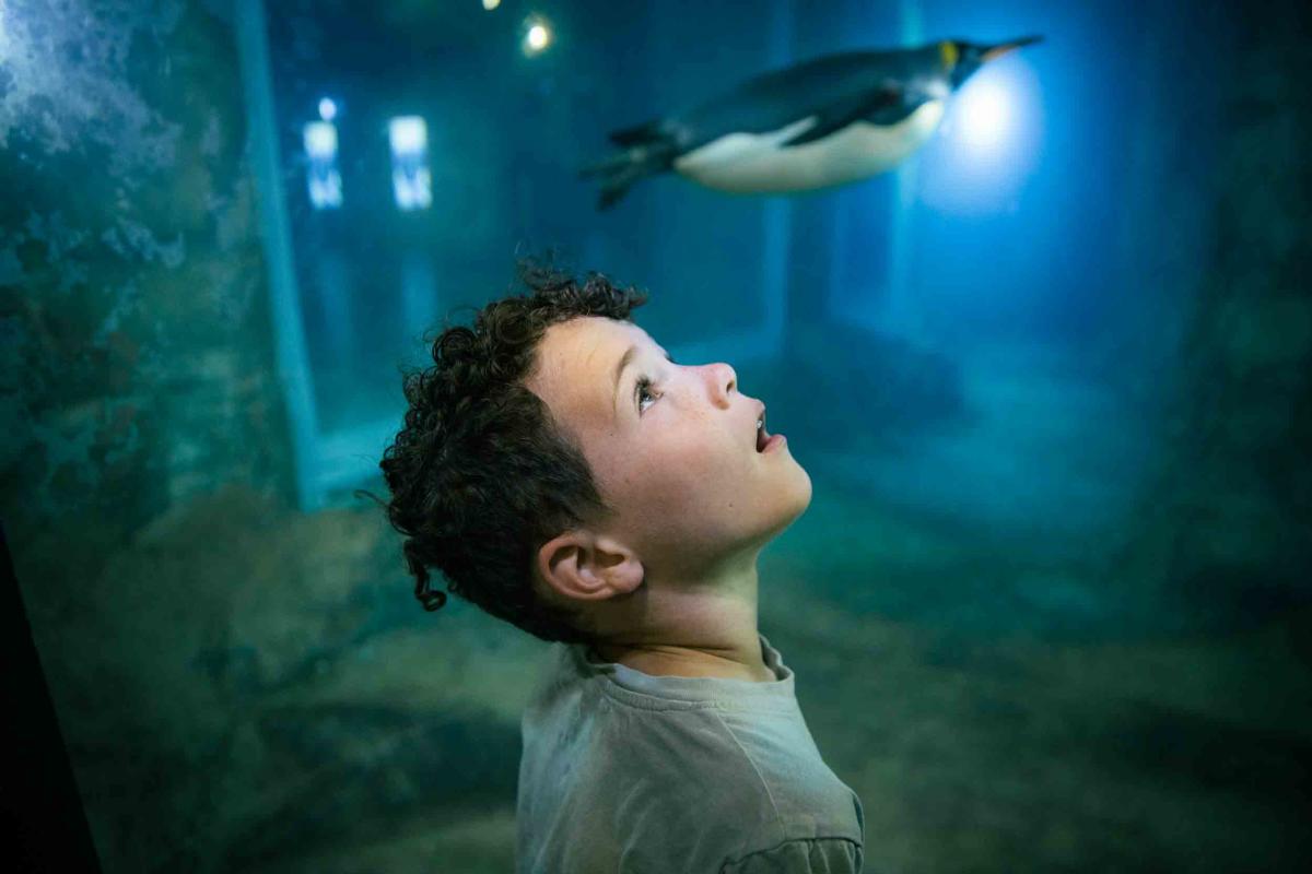 一个小男孩在ABQ生物公园动物园观看企鹅游泳