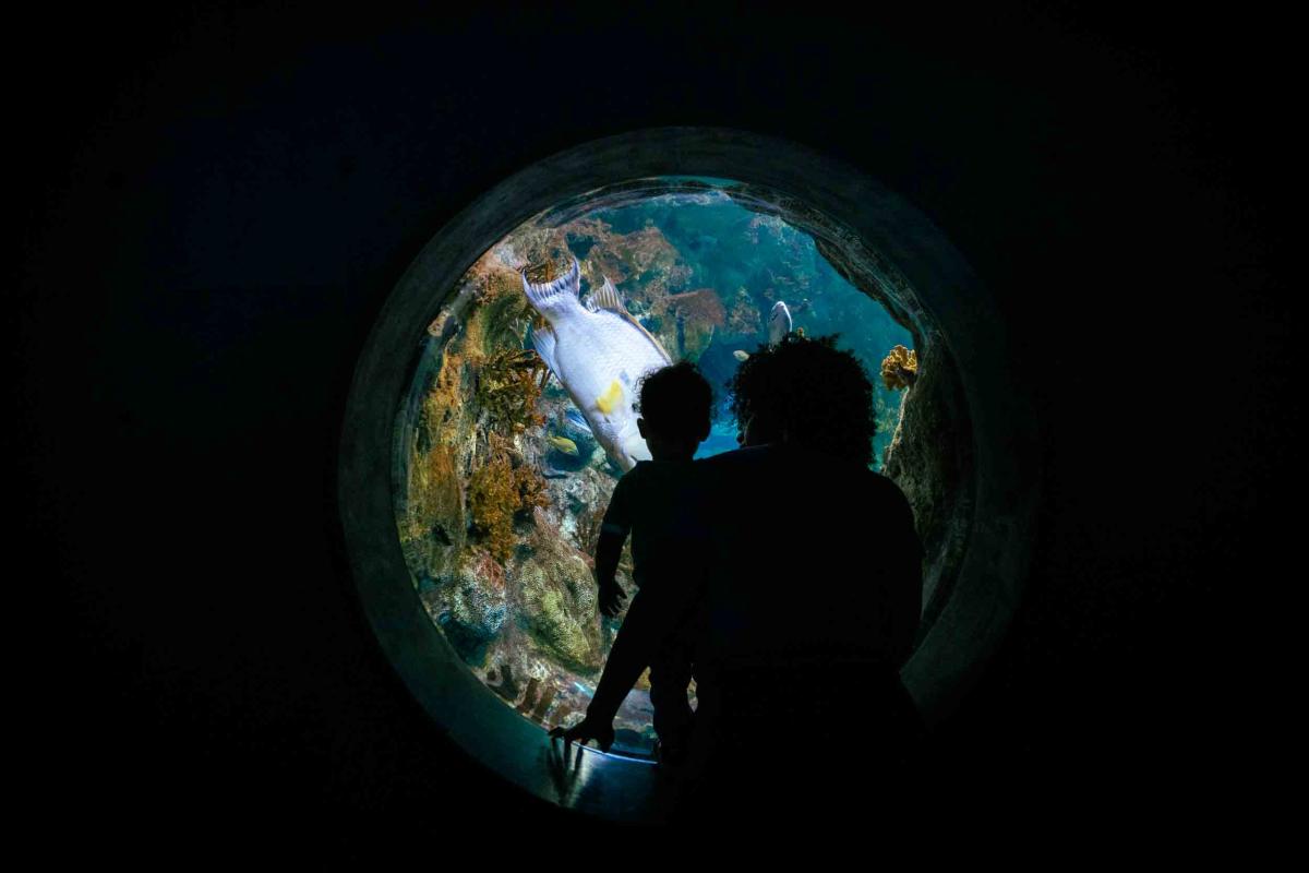 两个小男孩的剪影在ABQ生物公园水族馆检查一个圆形的窗户