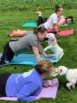 Yoga with Puppies