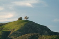 Two Trees