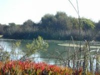 Santa Clara River Estuary