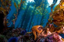 Cal Boat Diving