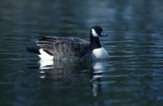 Ventura Water Treatment Plant Wildlife Ponds