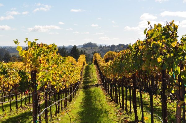 Jigar Wines Sonomacounty Com Located in the heart of enchanting sonoma county, ca, our family owned boutique jigar wines is located in downtown forestville in west sonoma county. sonoma county tourism