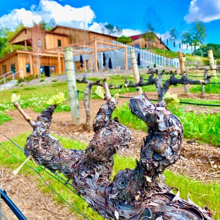 Cast Wines Sonomacounty Com