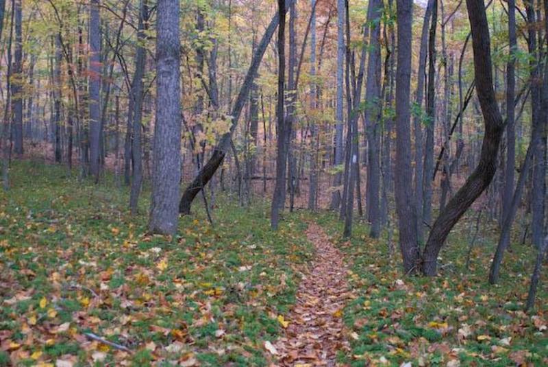 Appalachian Trail, Mt. Rogers NRA