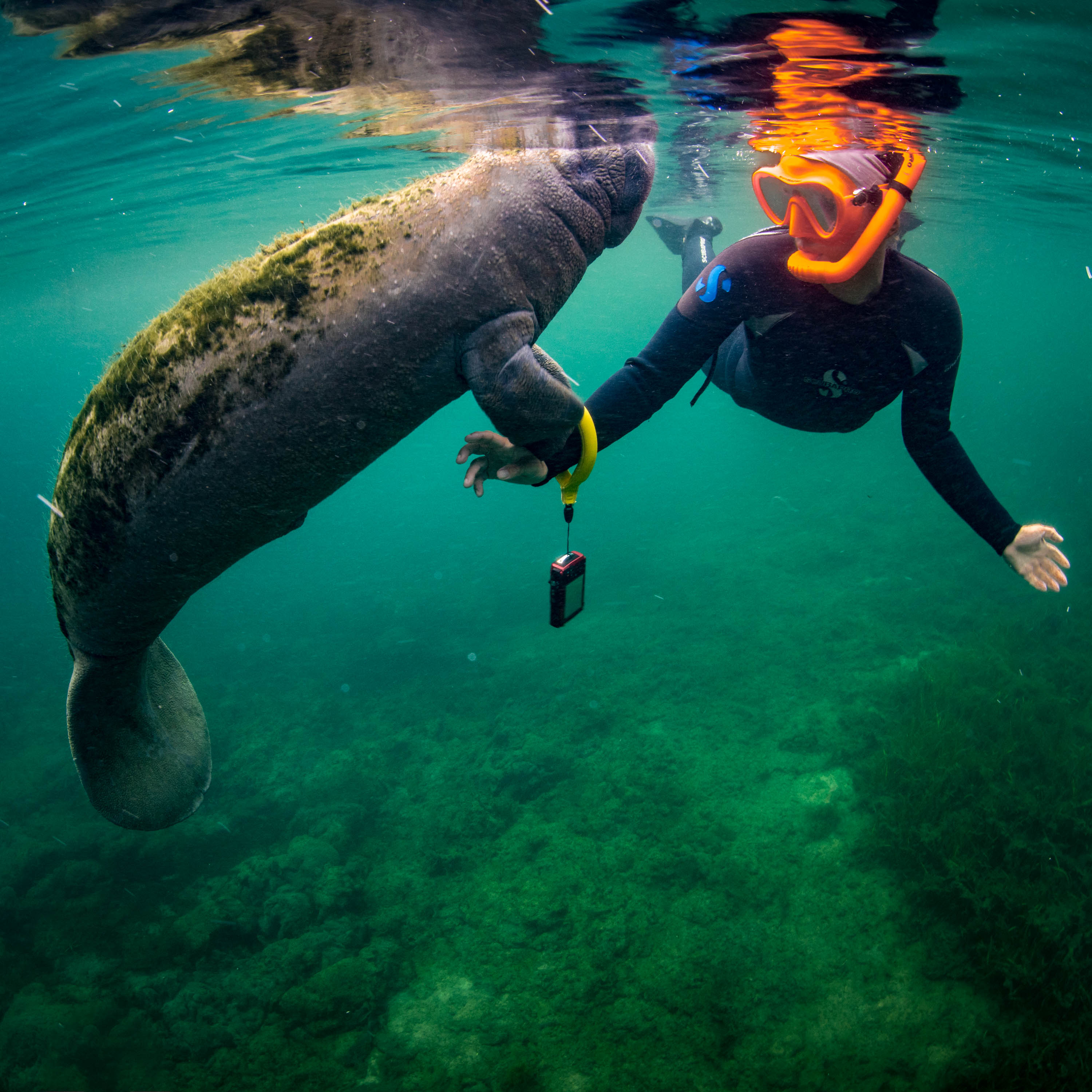 What Bird In South Florida Swims Underwater Clearance