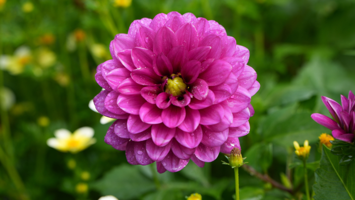 Dahlia 101 - Grand Rapids MI, 49525