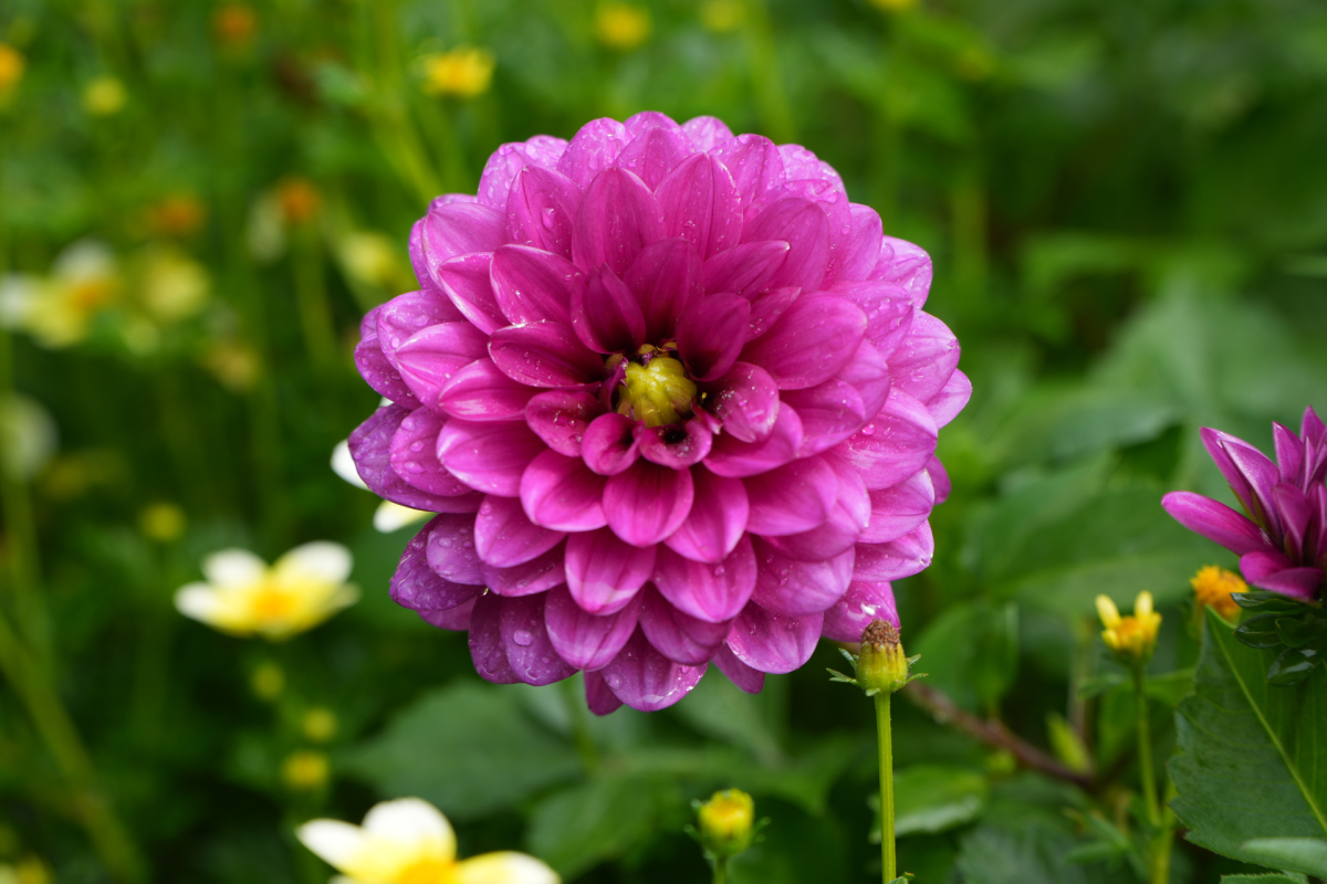 Dahlia 101 - Grand Rapids MI, 49525