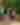 061125_Meijer-Gardens-Tours_108