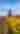 Tulip Field in Holland Michigan - Nick Irwin Images