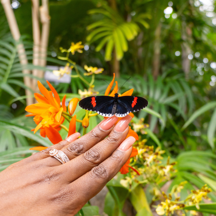 Butterflies are Blooming, butterfly on a hand.