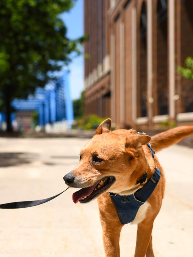 Dog Friendly Grand Rapids