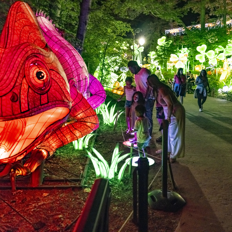 Lighted art display at Grand Rapids Lantern Festival at nighttime.