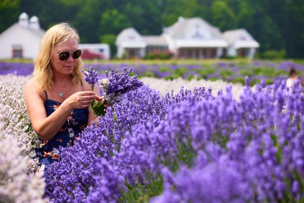 Lavender Life Company