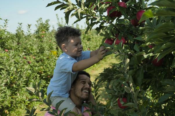 Apple picking at Bloks Orchard