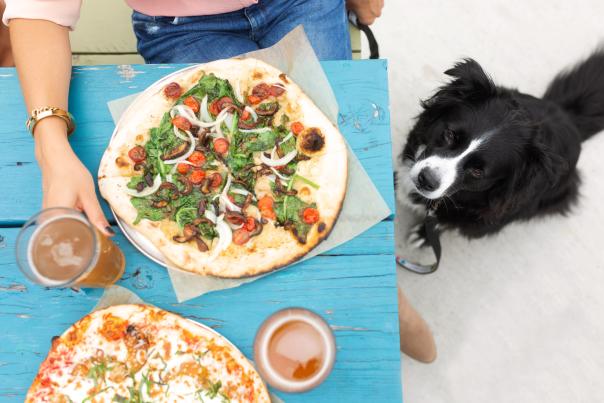 Hanging out with fur child at Harmony Brewing Company