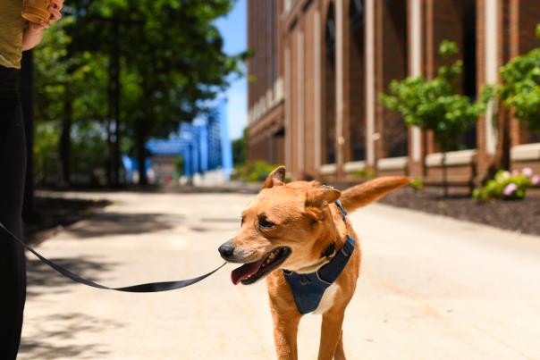 Dog Friendly Grand Rapids