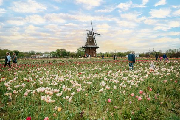 Tulip Time Festival 2024