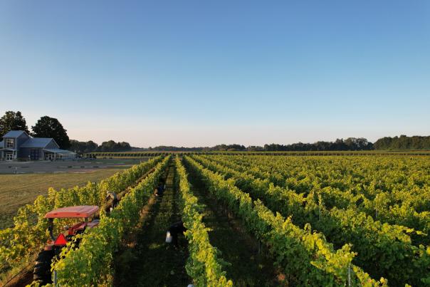 Vineyard at Modales Winery.