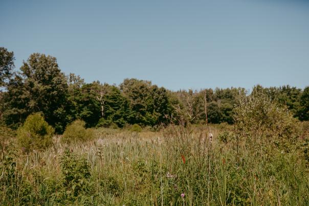 Images of the landscape and wildlife experiences hosted at the Blandford Nature Center, 2023