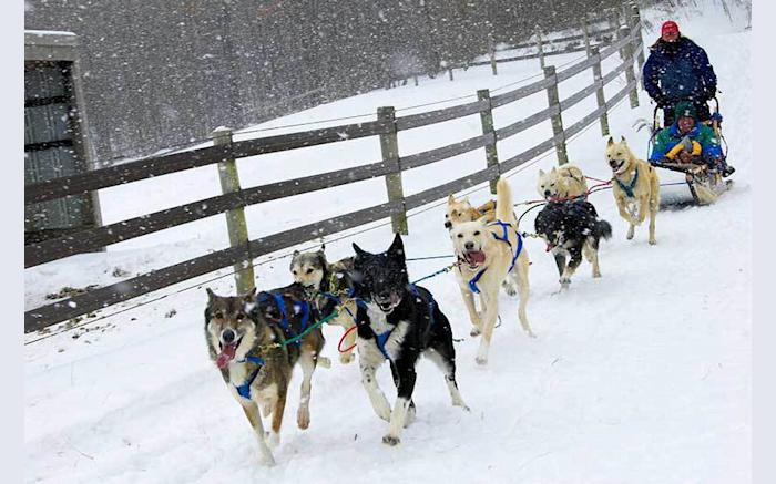 Dog Sledding - PA Family Resort - PA Ski Resort - Nemacolin Woodlands Resort