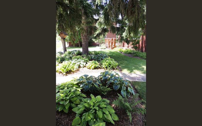 Fernwalk's Spruce trees, hostas and ferns grace the front of the property