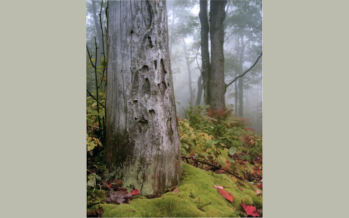 Laurel Mountain State Park
