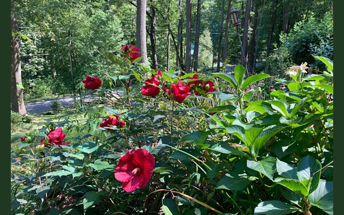 Garden in the Woods