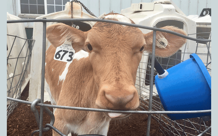 Maple Bottom Farm