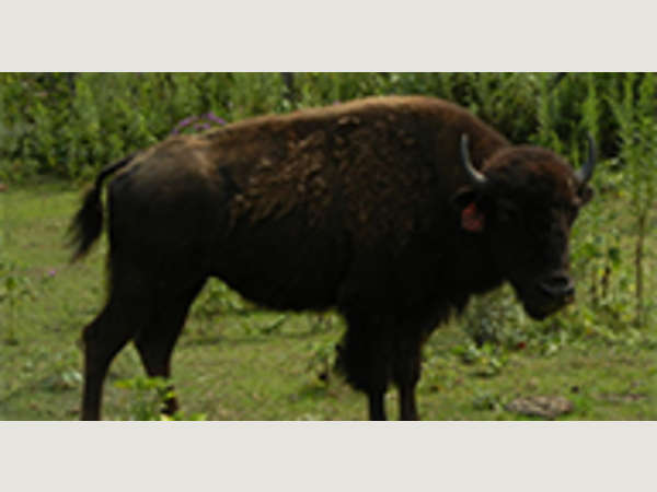 Smoky Mountain Trail Rides and Bison Farm | Asheville, NC's Official Travel  Site