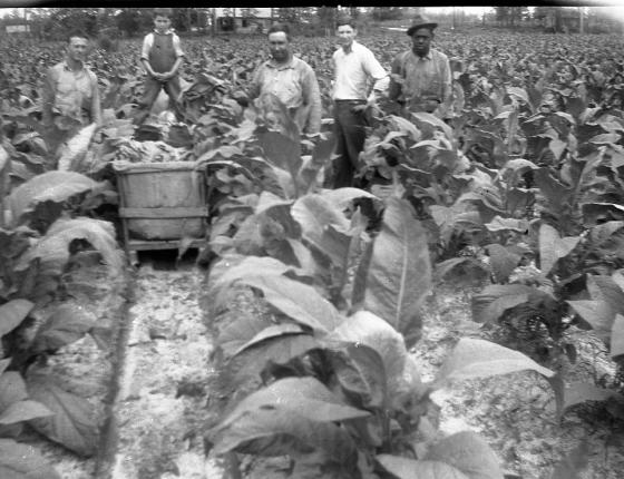 Auction Housed, Attempted Co-ops & Allotments, The impact of Flue-Cured Tobacco on Horry County