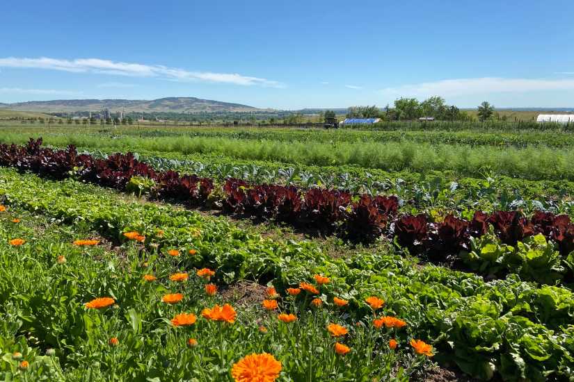 Metacarbon Farm