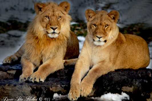 Animals Zoos In New York Aquarium Of Niagara More