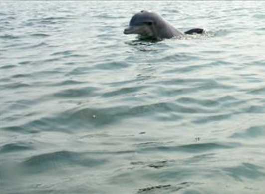Virginia Beach Tours See Dolphins Whales Historic Sites