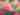 Celebration of Dahlias | RHS Garden Wisley