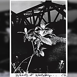 Meet the artist: Chris Shaw