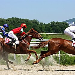 Ladies Day Race Day Experience