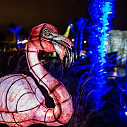 Lanterns and Light Chester Zoo