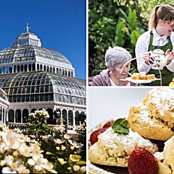 Summer Afternoon Tea