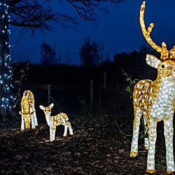 Enchanted Knowsley Safari