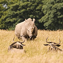 Knowsley Safari