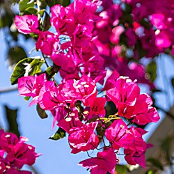 Sefton Park Palm House