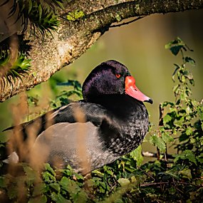 Beginner Wildlife Photography Workshop