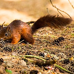 Formby Red Squirrel Reserve