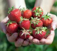 Strawberry Days
